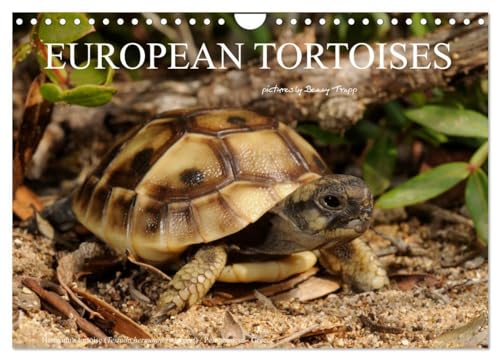 European Tortoises / UK-Version (Wall Calendar 2025 DIN A4 landscape), CALVENDO 12 Month Wall Calendar: The pictures in that calendar show tortoises of southern Europe in their habitats von Calvendo