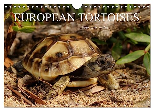 European Tortoises/UK-Version (Wandkalender 2025 DIN A4 quer), CALVENDO Monatskalender von CALVENDO