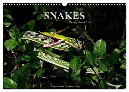 SNAKES / UK-Version (Wall Calendar 2025 DIN A3 landscape), CALVENDO 12 Month Wall Calendar: Snakes, fascinating reptiles, snake calendar, reptile, Benny Trapp von Calvendo