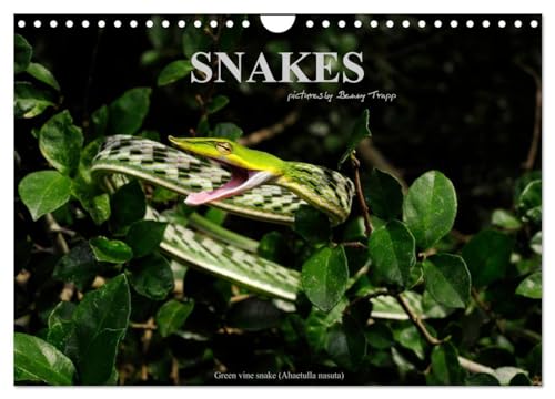 SNAKES / UK-Version (Wall Calendar 2025 DIN A4 landscape), CALVENDO 12 Month Wall Calendar: Snakes, fascinating reptiles, snake calendar, reptile, Benny Trapp von Calvendo