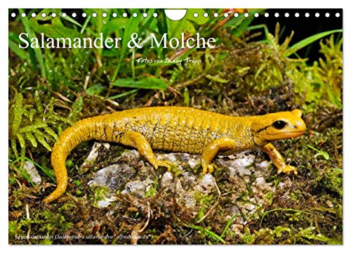 Salamander und Molche (Wandkalender 2024 DIN A4 quer), CALVENDO Monatskalender von CALVENDO