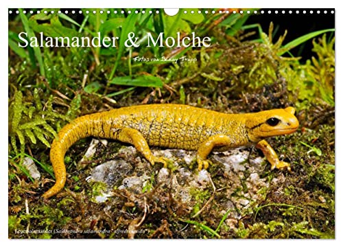 Salamander und Molche (Wandkalender 2025 DIN A3 quer), CALVENDO Monatskalender: Fotokalender mit Bildern von Molchen und Salamandern von Calvendo