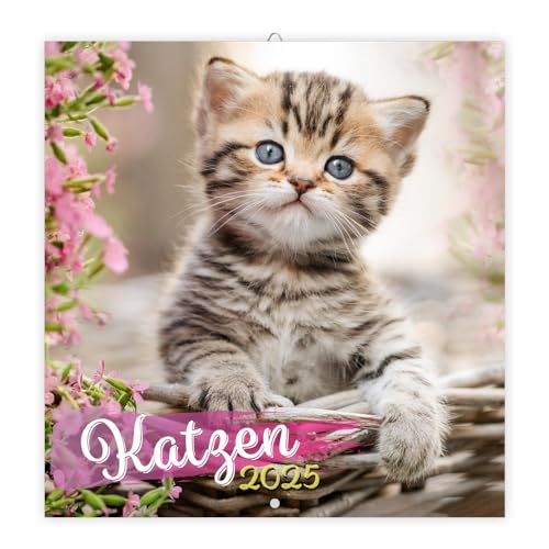 Trötsch Broschürenkalender Katzen 2025: Wandplaner von Trötsch Verlag GmbH & Co. KG