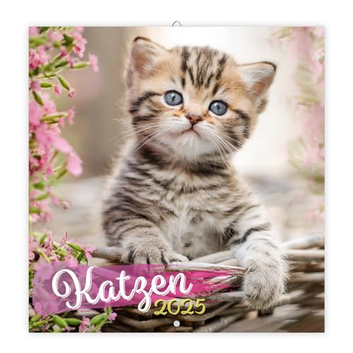 Trötsch Broschürenkalender Katzen 2025: Wandplaner Trötsch Broschürenkalender Katzen 2025: Wandplaner