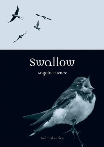 Swallow (Animal)
