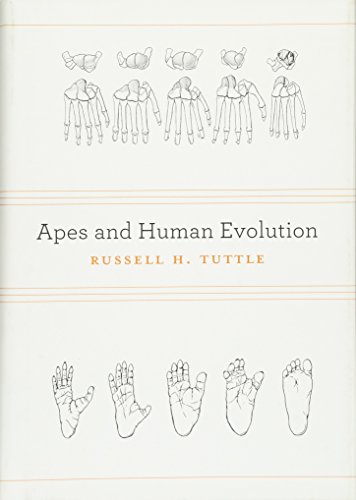 Apes and Human Evolution von Harvard University Press