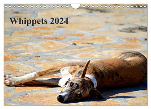 Whippet 2024 (Wandkalender 2024 DIN A4 quer), CALVENDO Monatskalender