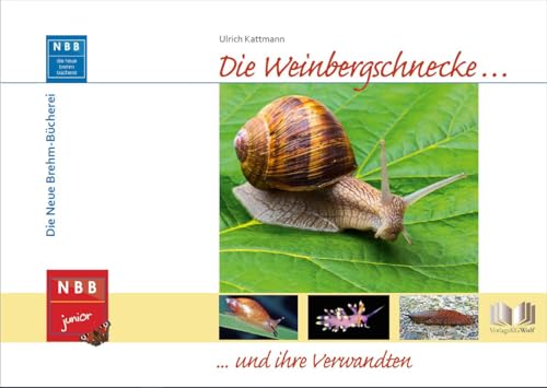 Die Weinbergschnecke und ihre Verwandten (NBB junior) von Wolf, VerlagsKG