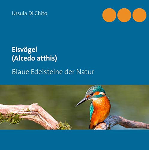 Eisvögel (Alcedo atthis): Blaue Edelsteine der Natur