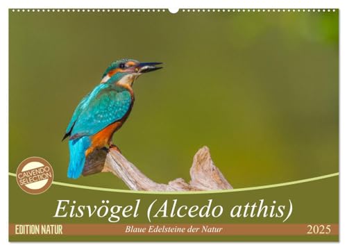 Eisvögel (Wandkalender 2025 DIN A2 quer), CALVENDO Monatskalender: Eisvögel - die kleinen bunten Gesellen in unserer Heimat von CALVENDO