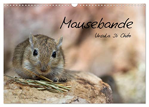 Mausebande (Wandkalender 2025 DIN A3 quer), CALVENDO Monatskalender von CALVENDO