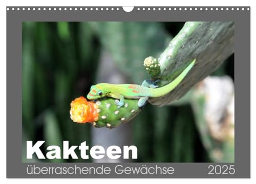 Kakteen - überraschende Gewächse (Wandkalender 2025 DIN A3 quer), CALVENDO Monatskalender von CALVENDO