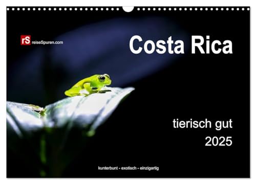 Costa Rica tierisch gut 2025 (Wandkalender 2025 DIN A3 quer), CALVENDO Monatskalender: Costa Ricas unglaublich vielfältige Tierwelt in freier Wildbahn ... - exotisch - einzigartig! (CALVENDO Tiere) von CALVENDO