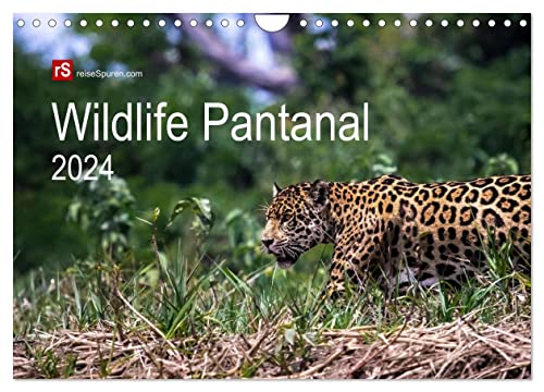 Wildlife Pantanal 2024 (Wandkalender 2024 DIN A4 quer), CALVENDO Monatskalender von CALVENDO