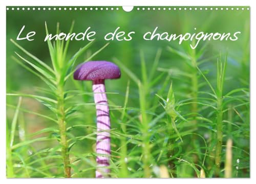 Le monde des champignons (Calendrier mural 2025 DIN A3 horizontal), CALVENDO calendrier mensuel von CALVENDO