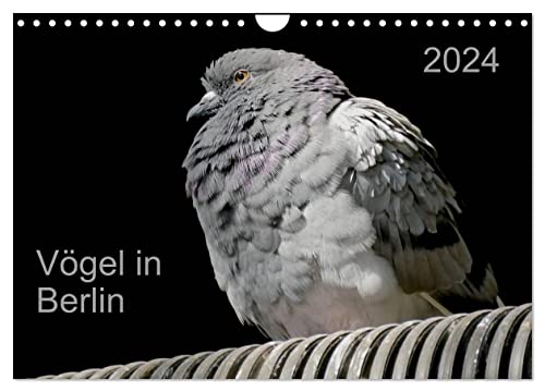 Vögel in Berlin (Wandkalender 2024 DIN A4 quer), CALVENDO Monatskalender von CALVENDO