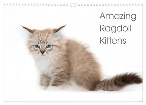 Amazing Ragdoll Kittens (Wall Calendar 2025 DIN A3 landscape), CALVENDO 12 Month Wall Calendar: beautyfull little ragdoll Kittens