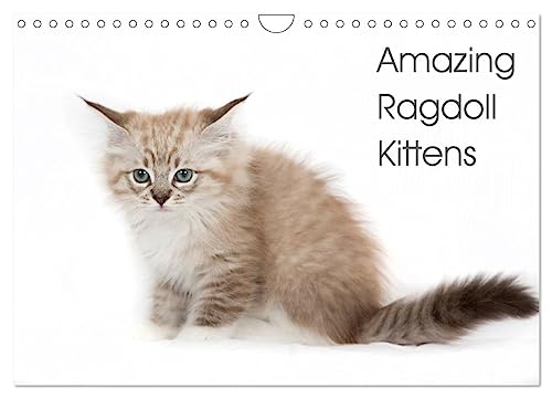 Amazing Ragdoll Kittens (Wall Calendar 2025 DIN A4 landscape), CALVENDO 12 Month Wall Calendar: beautyfull little ragdoll Kittens