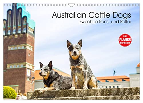 Australian Cattle Dogs zwischen Kunst und Kultur (Wandkalender 2023 DIN A3 quer): Eine außergewöhnliche Hunderasse und Architektur treffen aufeinander ... 14 Seiten ) (CALVENDO Tiere)