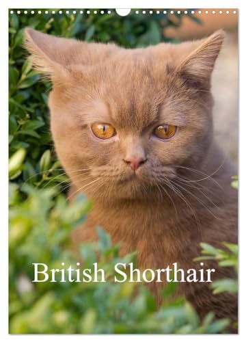 British Shorthair (Wall Calendar 2025 DIN A3 portrait), CALVENDO 12 Month Wall Calendar: Beautiful Outdoor Photos of British Shorthair Cats