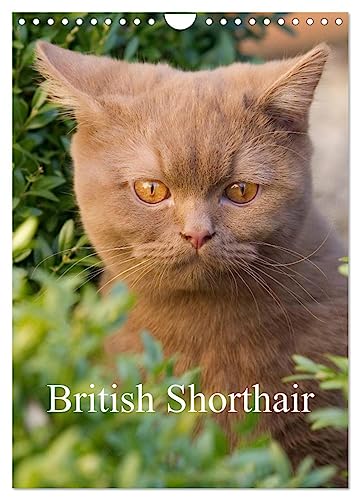 British Shorthair (Wall Calendar 2025 DIN A4 portrait), CALVENDO 12 Month Wall Calendar: Beautiful Outdoor Photos of British Shorthair Cats