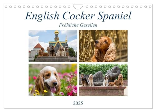 English Cocker Spaniel - Fröhliche Gesellen (Wandkalender 2025 DIN A4 quer), CALVENDO Monatskalender: Immer lächelnde English Cocker Spaniel von CALVENDO