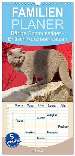 Familienplaner 2024 - Bärige Schmusetiger - Britisch Kurzhaar Katzen mit 5 Spalten (Wandkalender, 21 cm x 45 cm) CALVENDO
