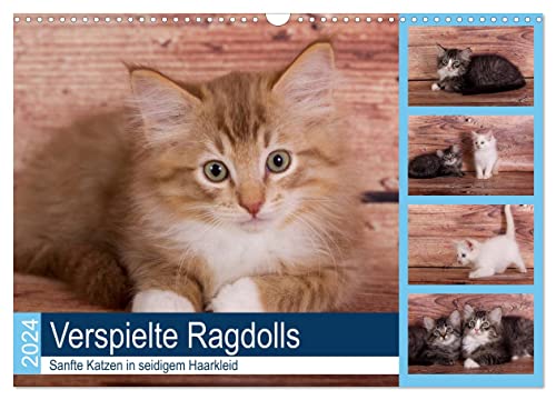 Verspielte Ragdolls - Sanfte Katzen in seidigem Haarkleid (Wandkalender 2024 DIN A3 quer), CALVENDO Monatskalender