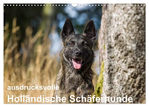 ausdrucksvolle Holländische Schäferhunde (Wandkalender 2025 DIN A3 quer), CALVENDO Monatskalender von CALVENDO