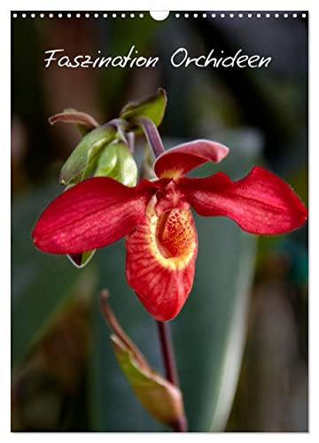 Faszination Orchideen (Wandkalender 2024 DIN A3 hoch), CALVENDO Monatskalender