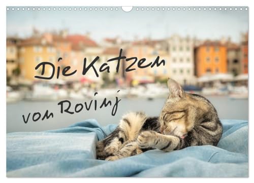 Die Katzen von Rovinj (Wandkalender 2024 DIN A3 quer), CALVENDO Monatskalender: Der ultimative Katzen-Straße von Rovinj in Kroatien! von CALVENDO