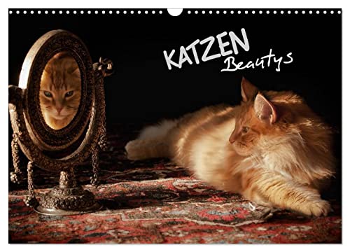 KATZEN Beautys (Wandkalender 2025 DIN A3 quer), CALVENDO Monatskalender