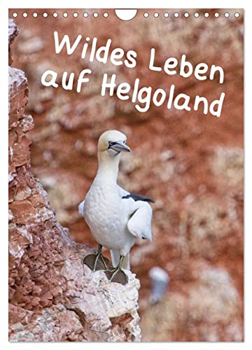 Wildes Leben auf Helgoland (Wandkalender 2024 DIN A4 hoch), CALVENDO Monatskalender von CALVENDO