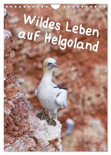 Wildes Leben auf Helgoland (Wandkalender 2024 DIN A4 hoch), CALVENDO Monatskalender von CALVENDO