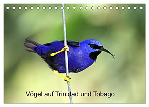 Vögel auf Trinidad und Tobago (Tischkalender 2024 DIN A5 quer), CALVENDO Monatskalender von CALVENDO