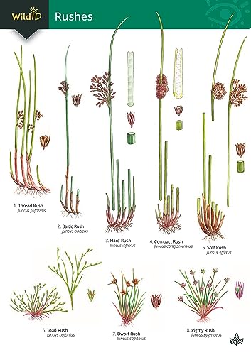 Guide to rushes 2018 (FSC fold-out chart) von Field Studies Council