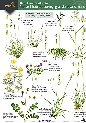 Plant Identification for Phase 1 Habitat Survey: Grassland and Marsh von Field Studies Council