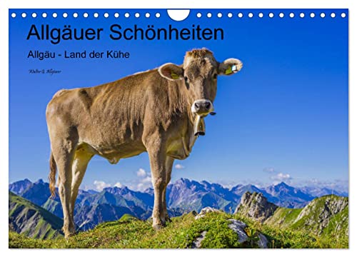 Allgäuer Schönheiten Allgäu - Land der Kühe (Wandkalender 2024 DIN A4 quer), CALVENDO Monatskalender von CALVENDO