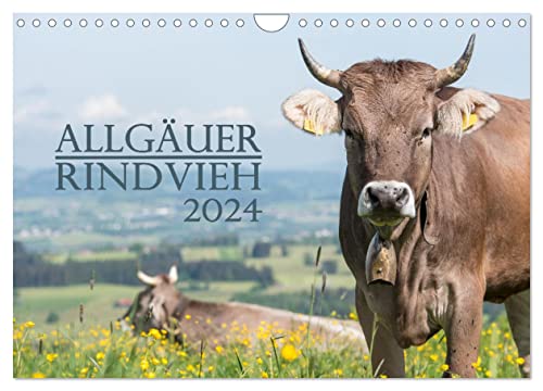 Allgäuer Rindvieh 2024 (Wandkalender 2024 DIN A4 quer), CALVENDO Monatskalender von CALVENDO