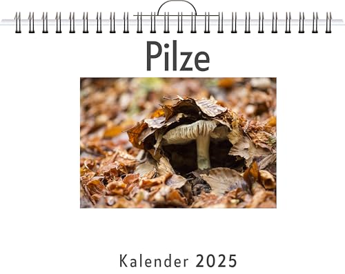 Pilze - (Wandkalender 2025, Kalender DIN A4 quer, Monatskalender im Querformat mit Kalendarium, das perfekte Geschenk)