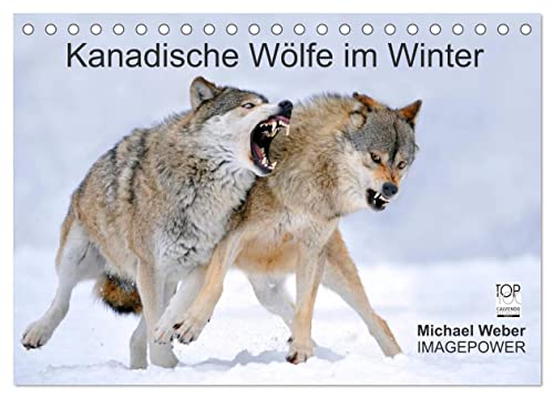 Kanadische Wölfe im Winter (Tischkalender 2024 DIN A5 quer), CALVENDO Monatskalender von CALVENDO