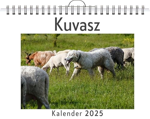 Kuvasz - (Wandkalender 2025, Kalender DIN A4 quer, Monatskalender im Querformat mit Kalendarium, das perfekte Geschenk) von FlipFlop