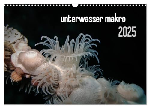 unterwasser makro 2025 (Wandkalender 2025 DIN A3 quer), CALVENDO Monatskalender von CALVENDO