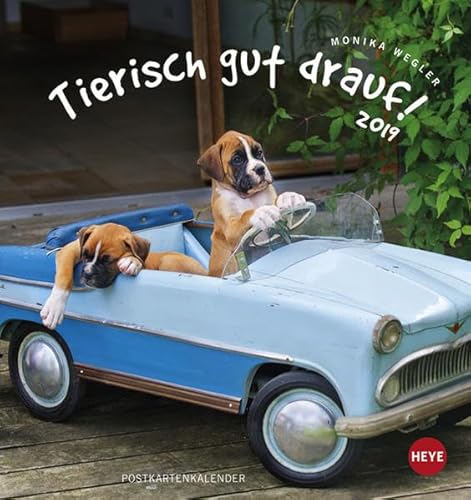 Tierisch gut drauf Postkartenkalender - Kalender 2019 von Heye