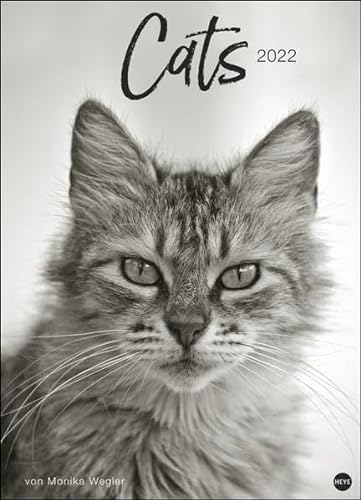 Wegler Cats Edition von Heye Kalender