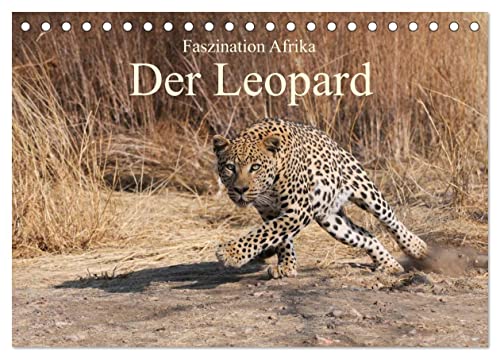 Faszination Afrika: Der Leopard (Tischkalender 2024 DIN A5 quer), CALVENDO Monatskalender von CALVENDO