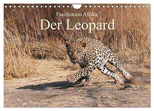 Faszination Afrika: Der Leopard (Wandkalender 2024 DIN A4 quer), CALVENDO Monatskalender von CALVENDO