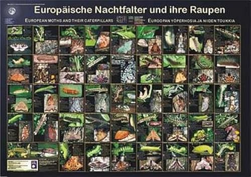 Europäische Nachtfalter und ihre Raupen: European moths and their caterpillars /Euroopan yöperhosia ja niiden toukkia (Planet-Poster-Box)