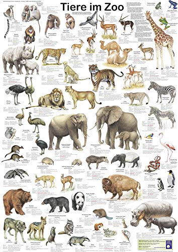 Tiere im Zoo (Planet-Poster-Box)