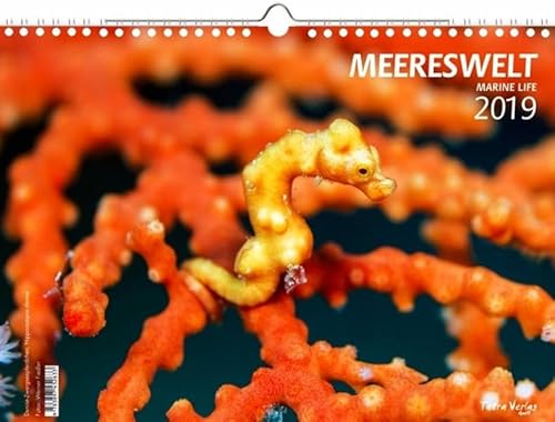 Kalender Meereswelt 2019 (Marine Life 2019) - Großformat 29,7 x 42 cm (A3) - 12 Fotografien einer einmaligen Unterwasserlandschaft und von ihren ... Folienblatt: Meerwasserkalender 2019 von Tetra Verlag GmbH